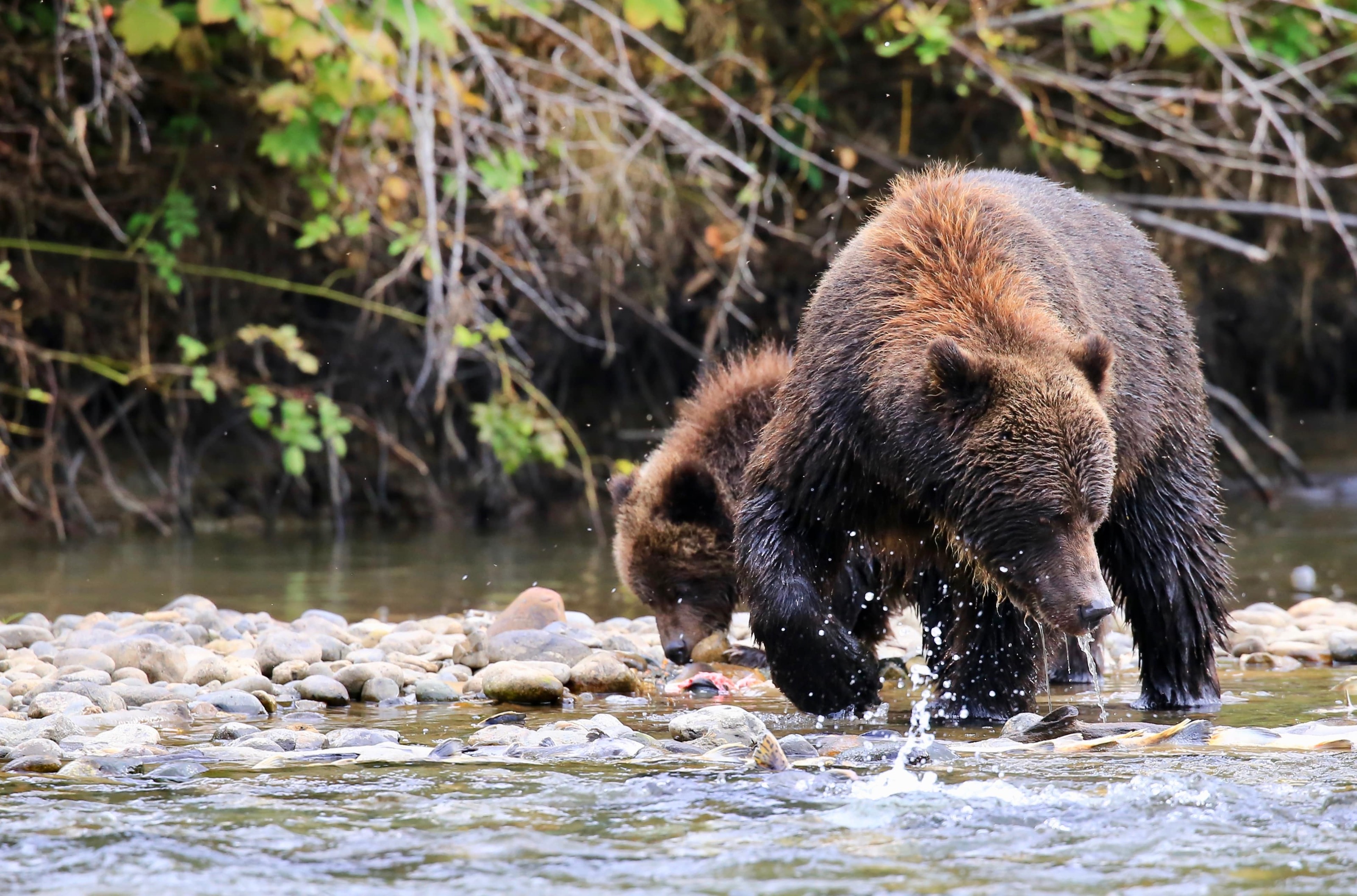 Wildlife In Canada Canada Travel Designers